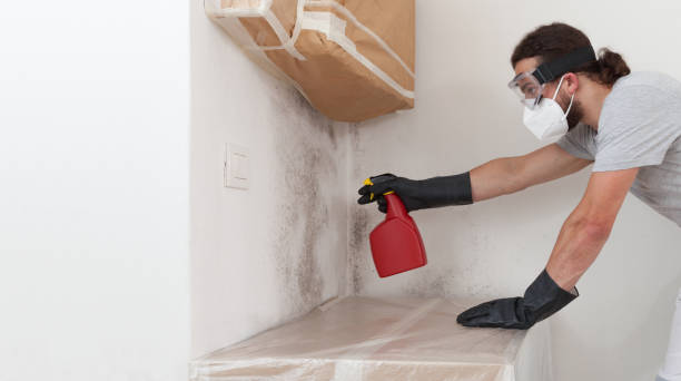 Basement Mold Remediation treatment on basement walls in North Richland Hills